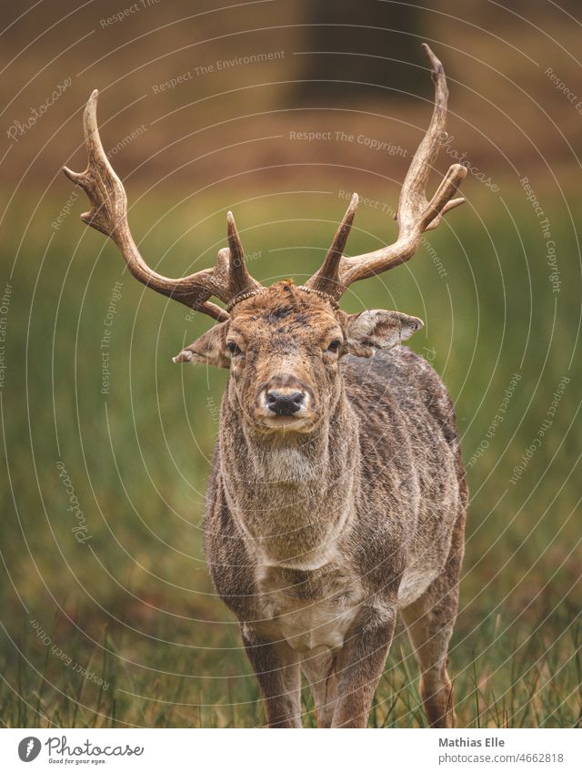 Deer with big antlers looks at camera Rural Forest Autumnal horns Eco-friendly Meadow Free-living Edelhirsch Landscape Animal Brown Green Large hunting