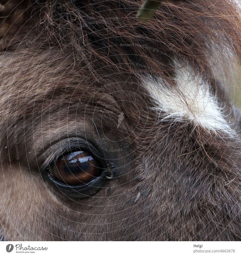 i see you! - Detail: eye of pony and forehead with heart white blaze Eyes Animal Bangs Pelt Brown pale Mane Close-up Eyelash Looking Animal portrait