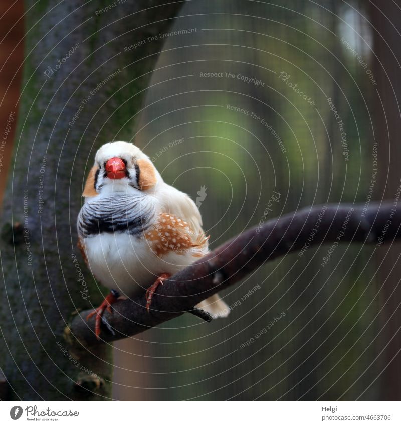 Napping - light colored zebra finch taking a nap on a branch Bird Zebra Finch Magnificent Finch Small Graceful Branch Twig aviary Sleep Exceptional Close-up