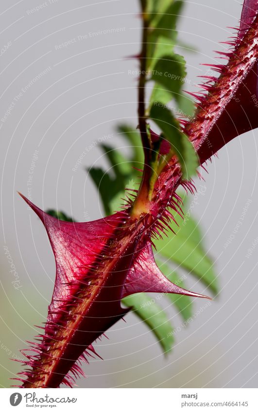 The pointed weapons of the plant world. thorns Point Red Warning colour Dangerous Risk of injury threat Thorny Threat Plant Shallow depth of field Nature Pain