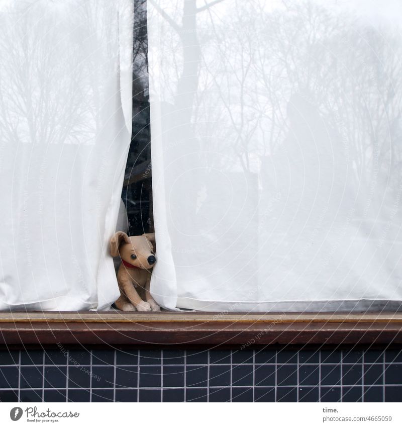 Seeing Dog material Animal Window Curtain Pane reflection animal portrait wooden frames tiles House (Residential Structure) Wall (building) look Observe peep