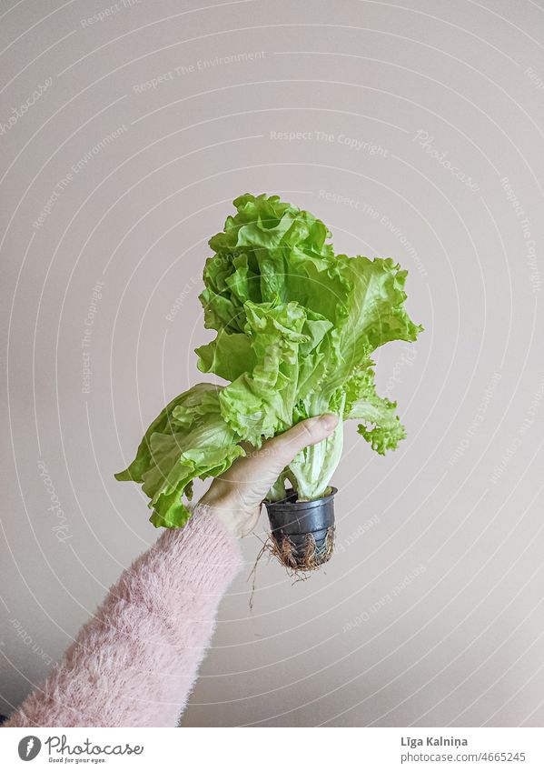 Hand holding green salad in pot Salad Organic produce Diet Nutrition Vegetarian diet Lettuce Vegetable Fresh Vegan diet Eating Lunch Bowl Food Healthy Delicious