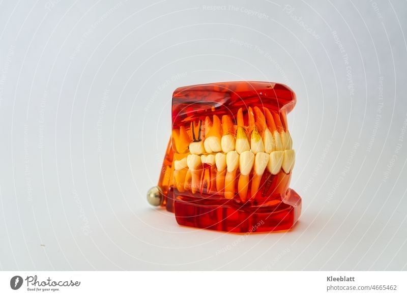 Could Bite - Dental Teeth Removable Tooth Model Dentures Demonstration Teeth Model for Study Teachings - Orange orange object of interest Copy Space