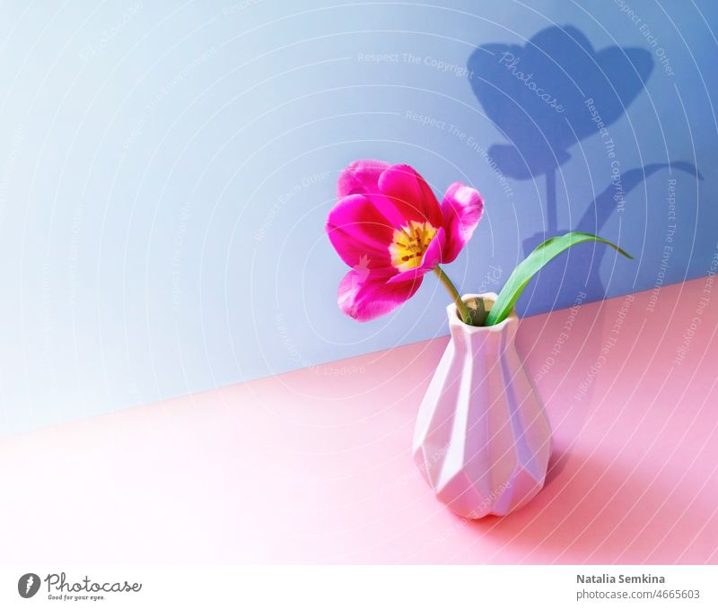 Pink tulip flower in creative vase with trendy shadow on two tone pink-violet backdrop. Copy space. bright minimal concept pastel mockup copy space decoration