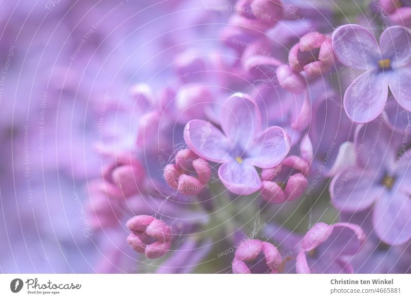 888* / fragrant purple lilac flowers lilac blossoms Spring May Mother's Day Lilac Romance blurriness Macro (Extreme close-up) Spring Flowering Nature Plant