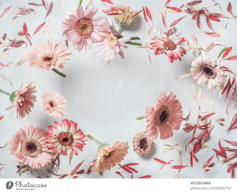 Floral frame made with flying flowers at white background. floral daisy levitating blooming pink gerbera circle shape top view beautiful blossom card concept