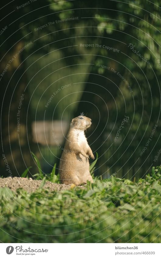Where's the changing of the guard? Animal Wild animal Animal face Pelt Paw Prairie dog Mammal Rodent Ground squirrel 1 Observe Listening Stand Small Natural