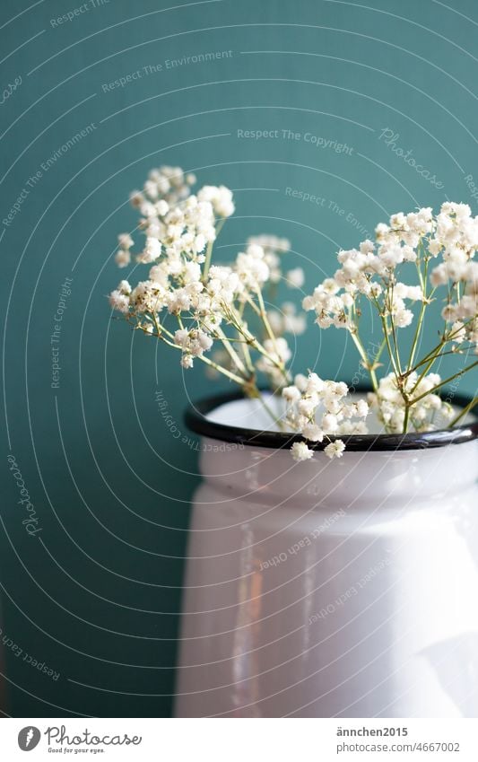 white baby's breath in a vase against a dark turquoise wall Baby's-breath Ostrich flowers blossom Decoration Flower Blossom Bouquet White Spring Nature