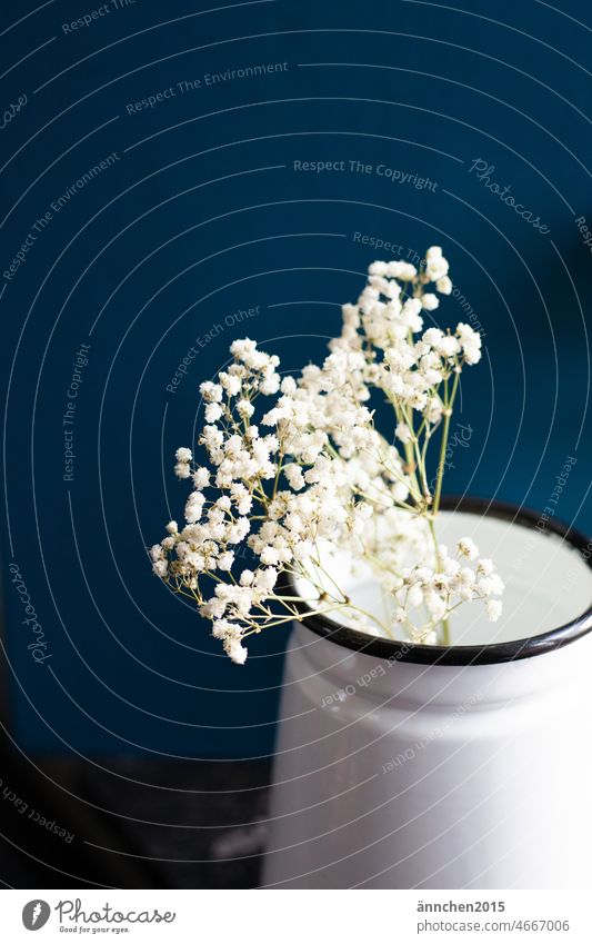 White baby's breath in a light vase against a dark blue wall Baby's-breath flowers Flower Decoration Plant Spring Blossom Colour photo Mother's Day