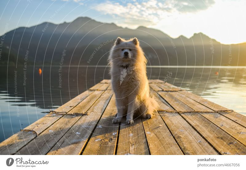 Samoyed dog sitting on the lake samoyed Water Animal pet nature Landscape day