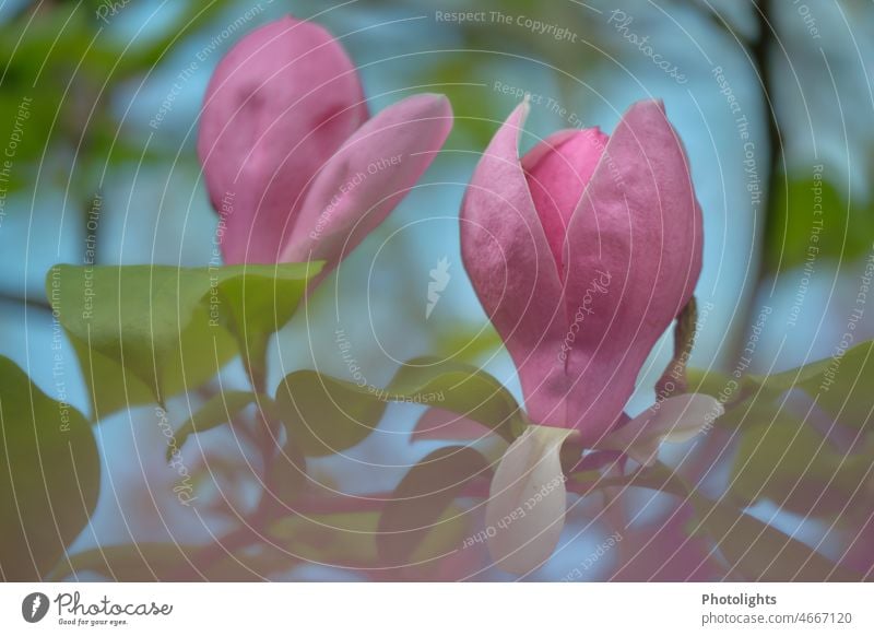 Pink flowers of magnolia pink rosy Blossom bud open Spring Nature Magnolia blossom Magnolia tree pretty Colour photo naturally Exterior shot Bud Flower Garden