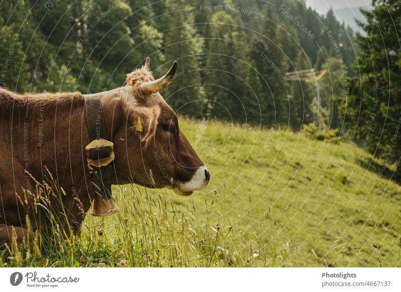 Side view of cow lying in grass with cowbell Cow Cow bell Lie reclining Green mountains Alps Mountain Colour photo Exterior shot Nature Meadow Landscape Animal