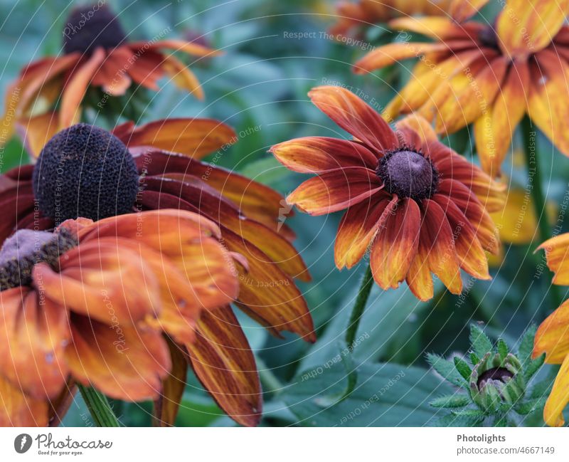 The sun hat - a splash of color in the summer Rudbeckia composite Yellow blossom inflorescences summer flower Flower Plant Red Brown Green Many