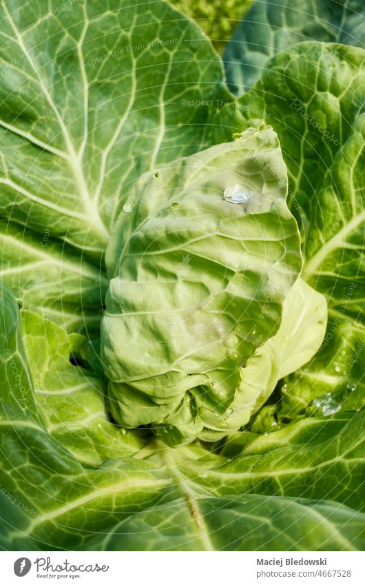 Close up picture of an organic cabbage, selective focus. cole vegetable close up green leaf fresh food agriculture background raw plant healthy head diet