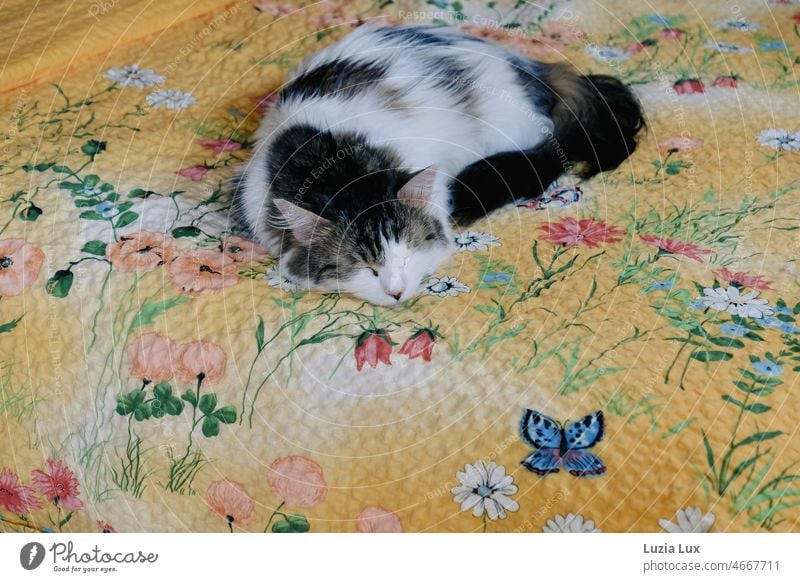Long haired cat sleeping with pricked ears on colorful bedding Cat hangover Longhaired cat Long-haired Sleep doze cat's sleep ears sharpened Peaceful contented