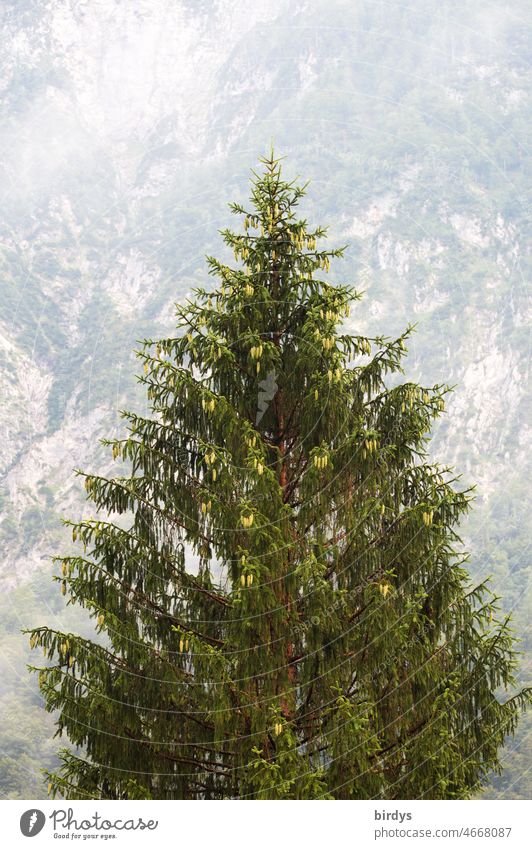 Single spruce in the mountains. Rocky mountain slope in background. Coniferous wood Spruce Tree coniferous Individual Fresh salubriously Slope full-frame image