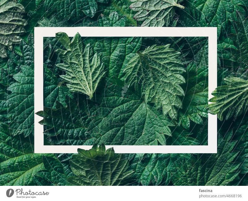 nettle leaves pattern with frame template medicine nature fresh green health healthy herb herbal leaf plant wild background urtica stinging food medicinal