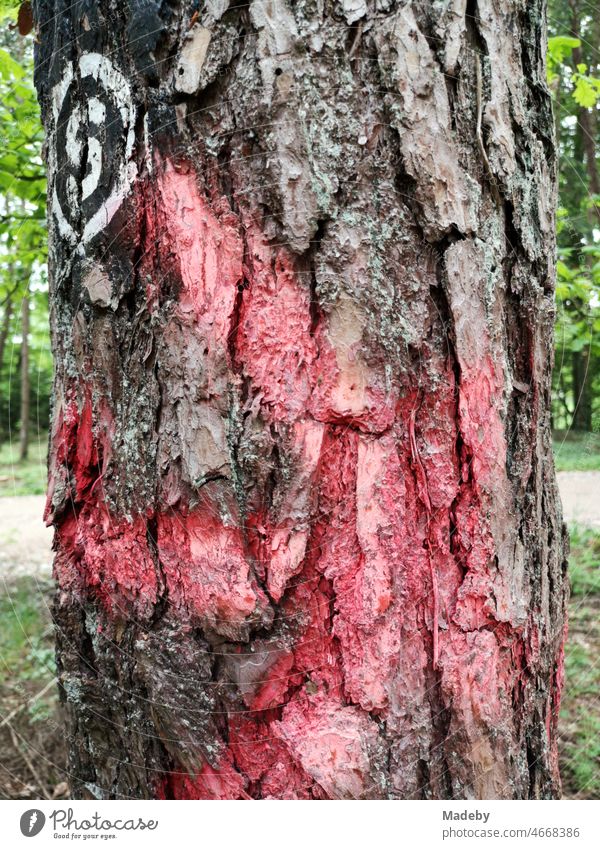 Red marked old tree with rough bark and white sign for hikers at a hiking trail in Lipperreihe in Oerlinghausen near Bielefeld at the Teutoburg Forest in East Westphalia-Lippe