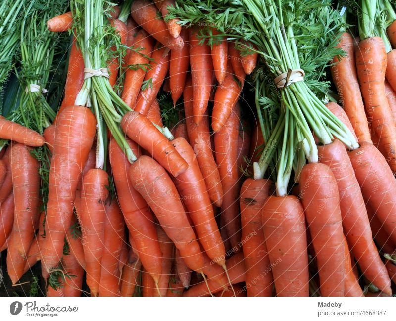 Fresh carrots and carrots at the weekly market in Oerlinghausen near Bielefeld on the Hermannsweg in the Teutoburg Forest in East Westphalia-Lippe Vegetable