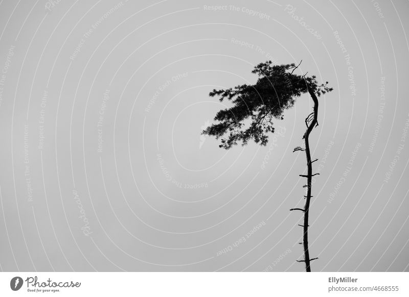 Lone pine. Loneliness Lonely Jawbone Tree Unwavering brave sb./sth. Nature Black & white photo Plant Environment Growth hazy Environmental protection
