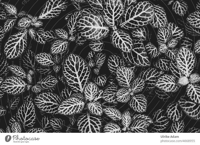 Leaves - Great natural background in black and white leaves structure Black White naturally Plant Leaf botanical Botany flora Pattern Fittonien Fittonia