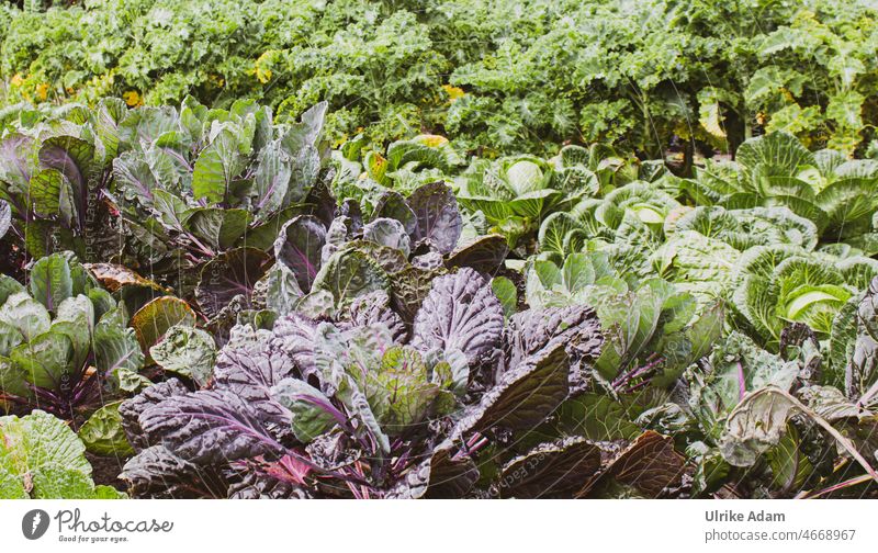 Cabbage in the field - kale, white cabbage Field Kale White cabbage Garden Vegetable salubriously Healthy Eating organic Nutrition Vegetarian diet Food Green
