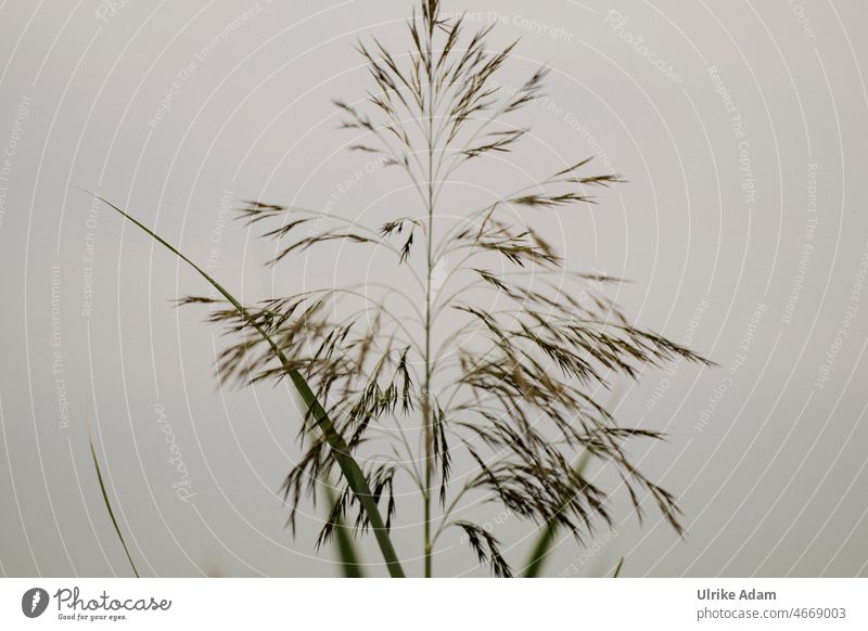 Grass flower , cropped on gray background Harmonious Delicate Isolated Image Flower of grass grasses mourning card Grief Nature Plant Sámen Meadow Moody Calm