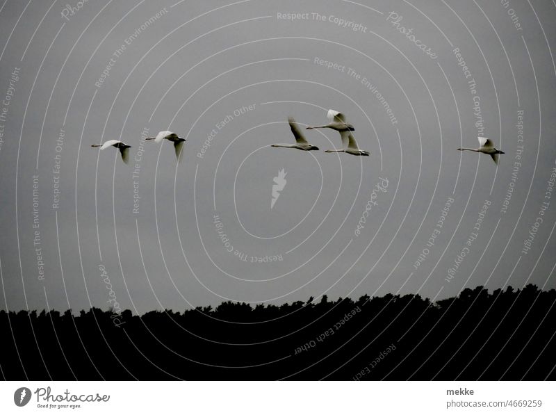 Six swans approaching landing Swan Environmental protection Wind Sky Climate change Eco-friendly Sustainability wind power Save energy Flock Flying Air birds