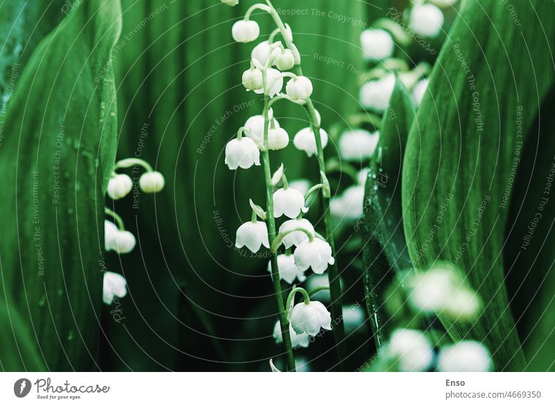 Lily of the valley in spring spring flowers growing forest wildflower lily of the valley green nature plant white leaf lily-of-the-valley garden convallaria