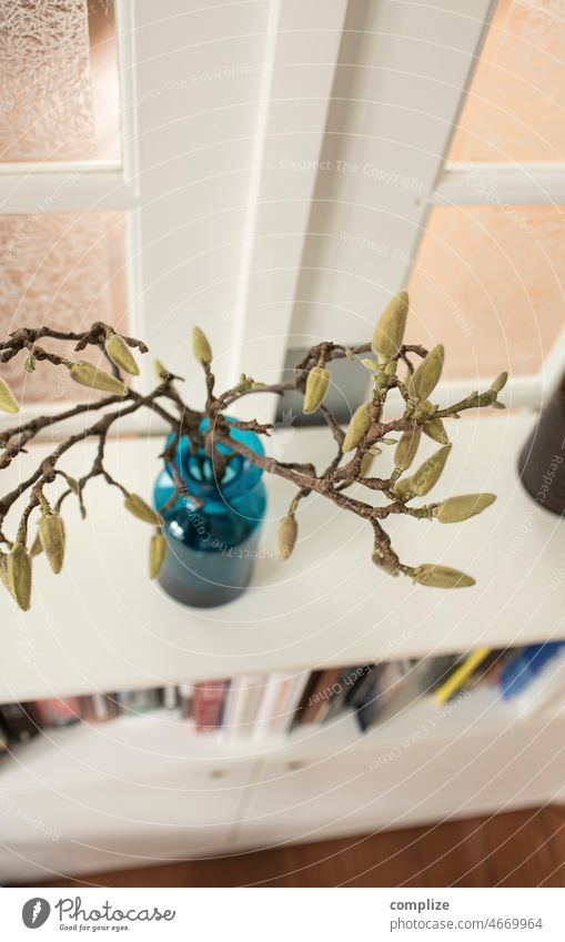 Magnolia branch in a vase on a sideboard Vase Spring Twig buds magnolias magnolia bush magnolia branch Decoration Flat (apartment)