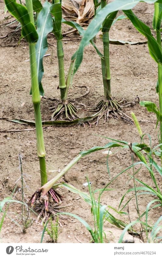 Exhausted and exposed. Maize plants with aerial roots. Monoculture and soil erosion. Maize field Soil erosion stalk Root forage plant Agriculture