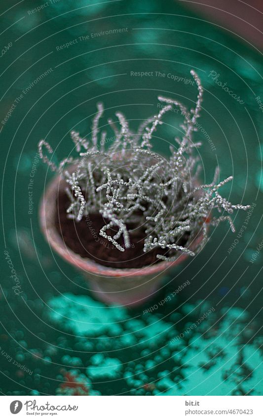 Silver threads Plant blurred blurriness Nature Green naturally floral Turquoise Table Tabletop Table decoration Gray Stalk Part of the plant plants Verdant