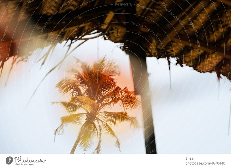 Colorful palm tree in the tropics Palm tree variegated Tropical Exotic Vacation & Travel vacation Nature Roof Summer Vacation mood