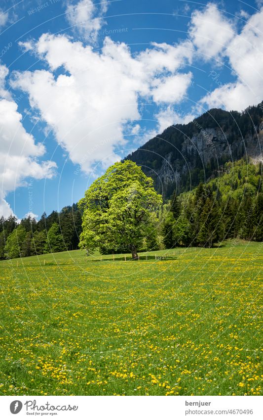 Maple in summer Maple tree Tree Meadow Flower cloud Sky mountain Alps maple soil Spring sunny Day Bavaria rays Nature Forest Leaf Growth wax Landscape naturally