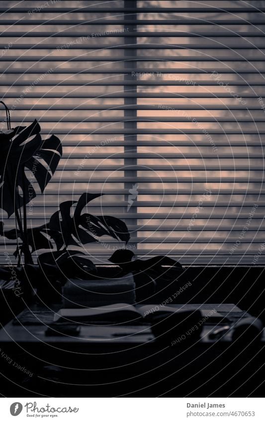 In the dark, looking out the window… Window blinds Plant Monstera Dark sheltered Table Book open book obscured view duotone Reading covid lockdown wistful