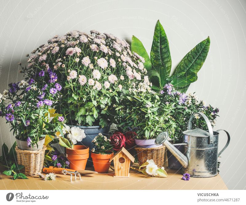 Gardening concept with potted flowers, tools, little wooden bird house and watering can gardening table wall background front view blooming botany