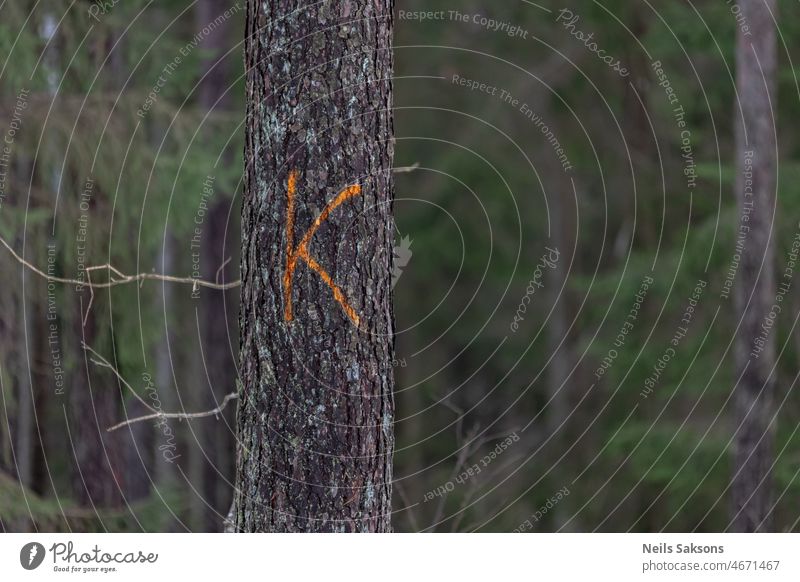 marked pine tree with letter K coniferous glade cut trunk bark branch nature industry forest clearing blur latvia