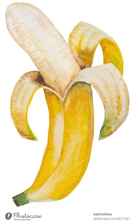 Peeled  Watercolor yellow ripe banana. Whole tropical fruit illustration Botanical Cut Decoration Element Exotic Hand drawn Healthy Ingredient Isolated Ripe