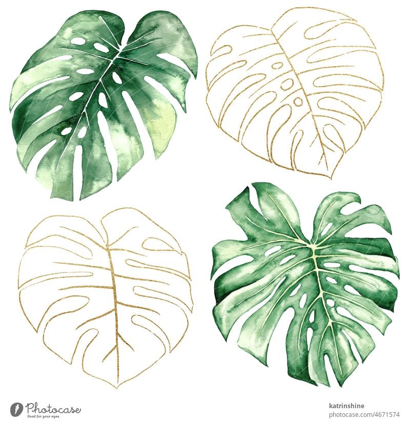 Green and Golden watercolor tropical monstera leaves illustration Botanical Decoration Exotic Foliage Hand drawn Isolated Ornament Set Summer boho bridal bright