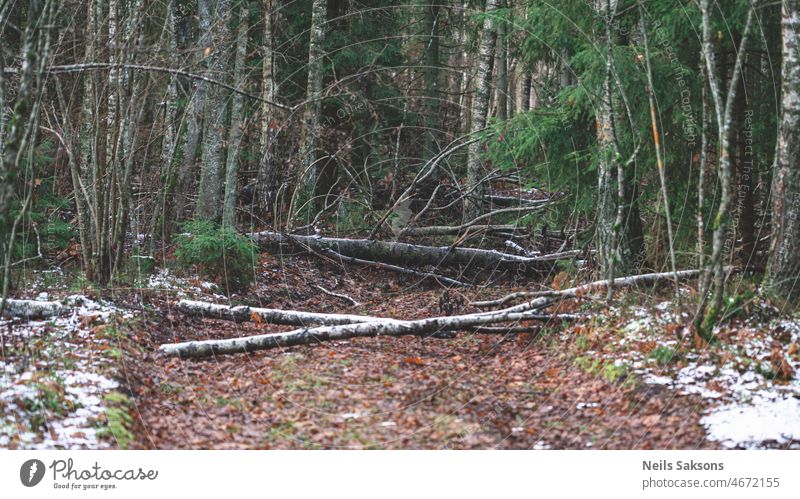 forest after strong wind, fallen trees on forest pathway, melting snow, early spring latvia birch pine spruce broken storm branches march winter frost nature