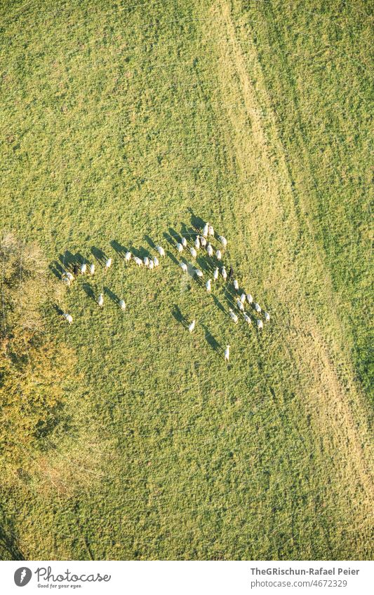 Cows from above on a beautiful summer evening Meadow Willow tree Green Switzerland cows Grass Tree from on high