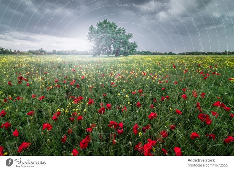 Blooming field with high tree wildflower plant flora bloom nature blossom grow floral summer environment botany meadow cloudy growth vegetate scenic bright