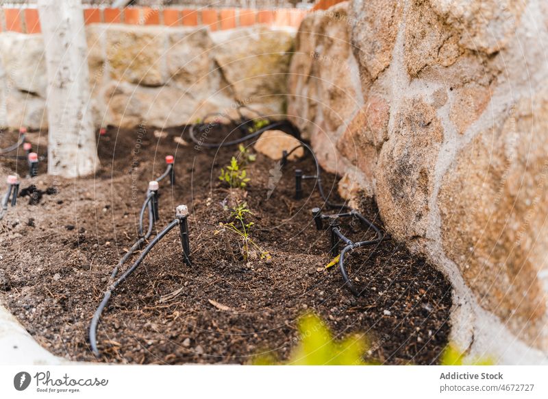 Planted sprouts near stone wall plant soil sprinkler cultivate summer grow seeding agriculture vegetate street automatic growth fertile greenery flora bed