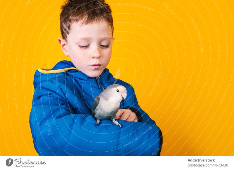 Boy in outerwear with parrot boy lovebird owner pet loyal arm child colorful bright kid childhood raincoat adorable casual short hair vivid vibrant agapornis