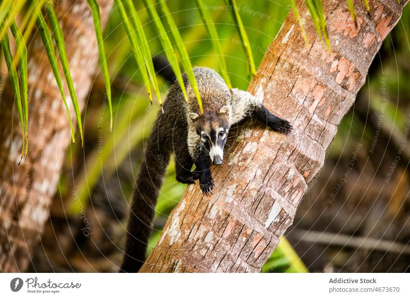 Coati on tree trunk coati animal nature forest exotic wild creature habitat specie coatimundis procyonidae nasua foliage leaf wildlife crawl environment plant