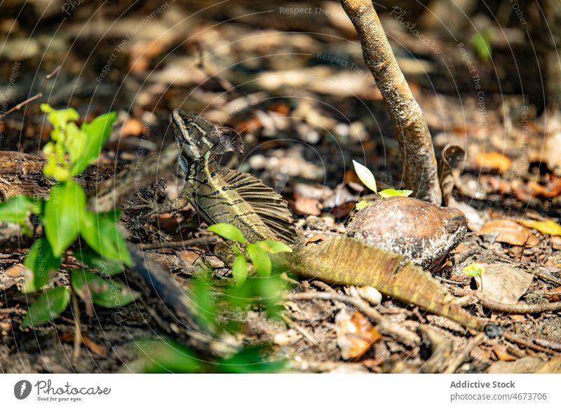 Wild exotic Basiliscus in forest lizard basiliscus wild nature habitat specie tropical fauna creature summer summertime environment wildlife basilisks