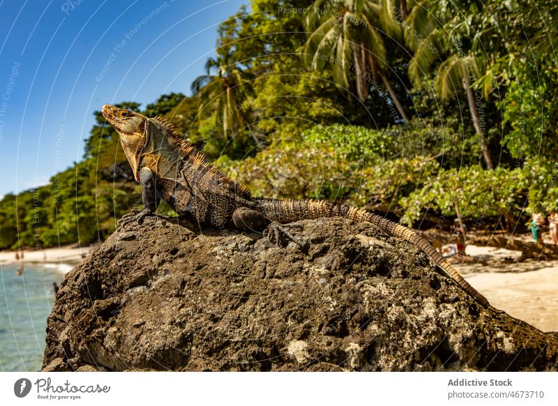 Iguana sitting on boulder on shore iguana animal sea exotic wild nature stone habitat specie tropical summer water coast lizard fauna rock creature summertime