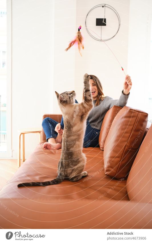 Woman with wand playing with cat on couch woman toy pet animal playful owner teaser feline domestic creature cute adorable home light living room style wall