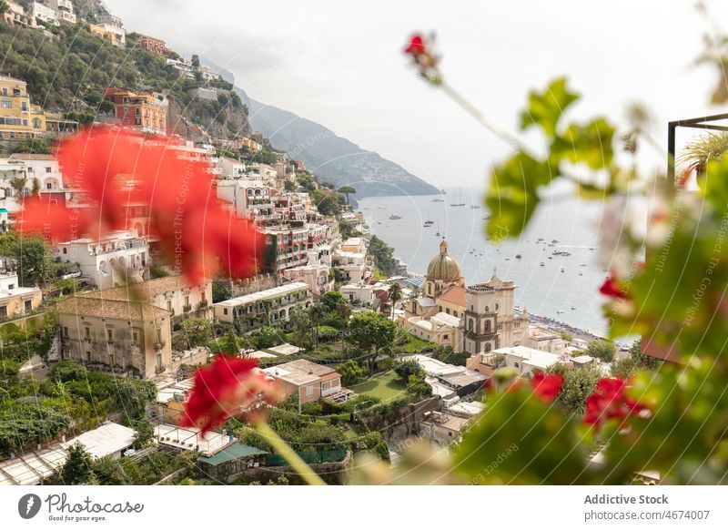 Flowers near slope with buildings on shore boat vessel float town water sea coast mountain flower flora plant nature house waterfront italy environment aqua