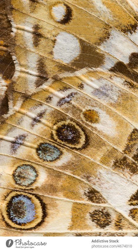 Close up of butterfly wing Painted lady Vanessa cardui abstract close up close-up closeup delicate design detail dried specimen entomology insect wing pattern